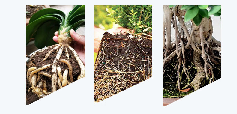 生根粉移栽生根扦插用发根剂多肉植物果树通用生根液锐衡级款正农禾