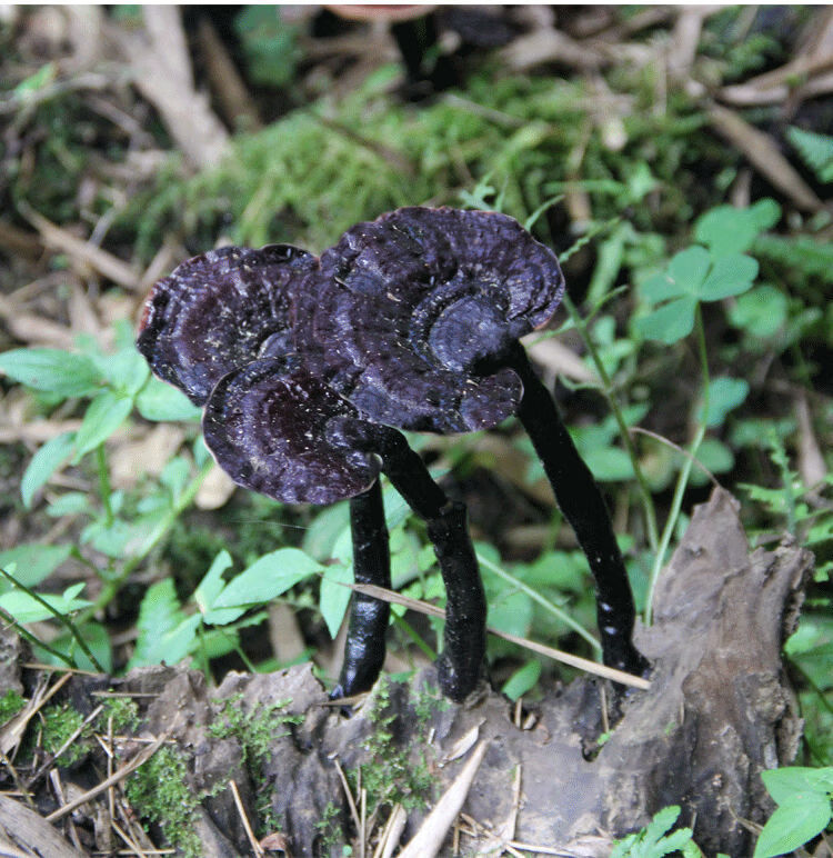 长白山纯野生黑灵芝深山正宗整枝云南广西黑灵芝片官方直营野生黑灵芝