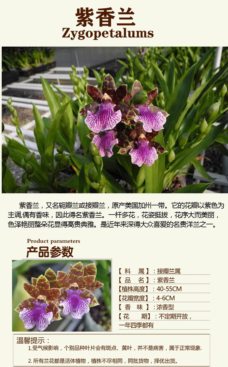 紫香兰宽叶淡香兰带花苞原盆发货室内花卉绿植办公室桌面紫香兰带花苞