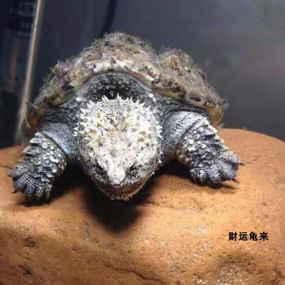 花客悦 鳄鱼龟北美小鳄龟鳄龟苗爆刺纯佛凶猛杂佛食用肉龟宠物玩具小