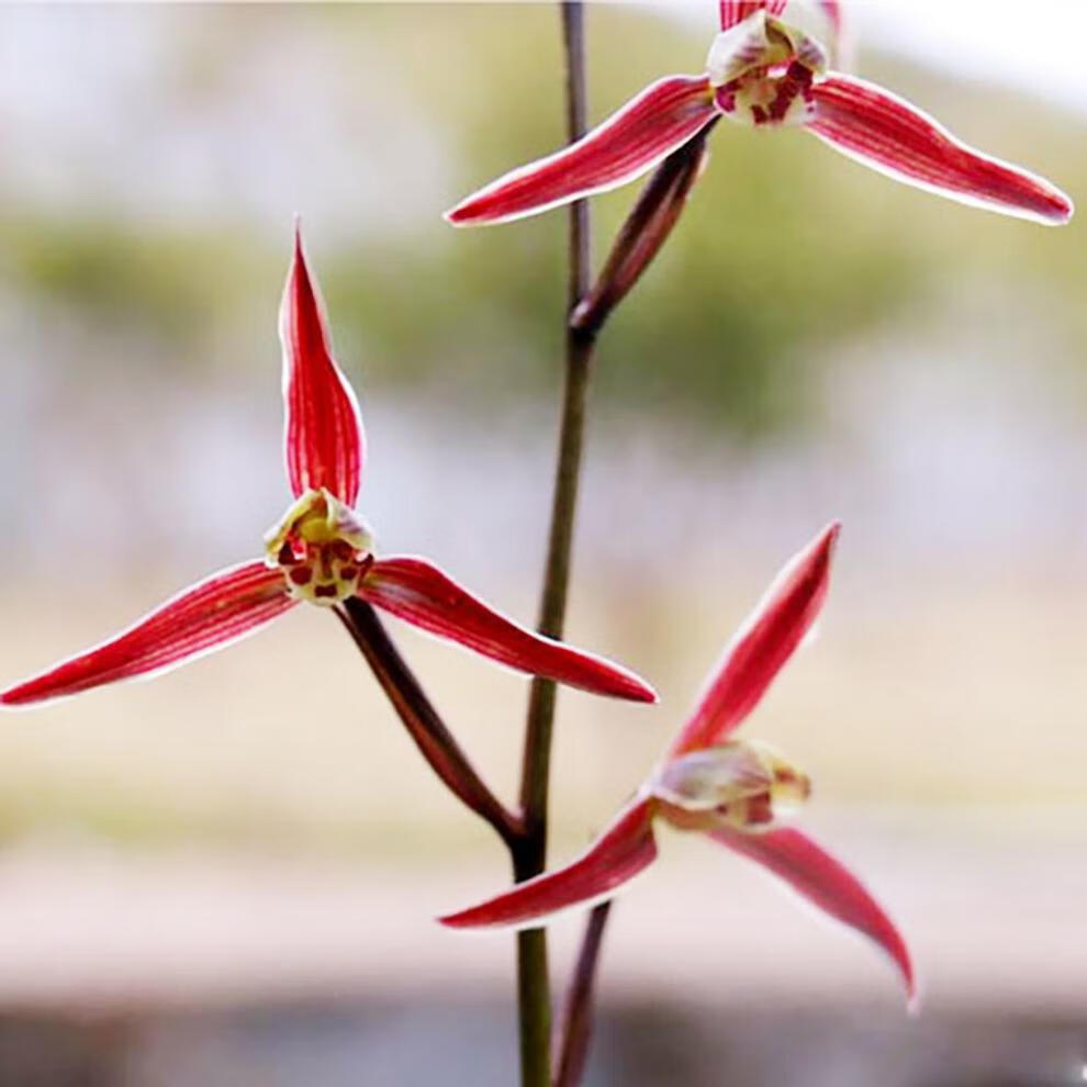 浓香细叶寒兰熟草 兰花苗 冬天开花 室内阳台客厅 寒兰红水仙2苗连体