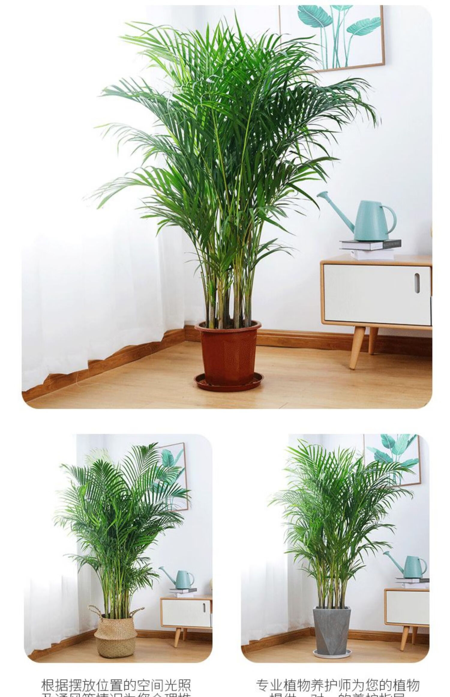 散尾葵室内大型绿植乔迁开业网红绿植客厅盆栽绿植大型植物凤尾竹 高