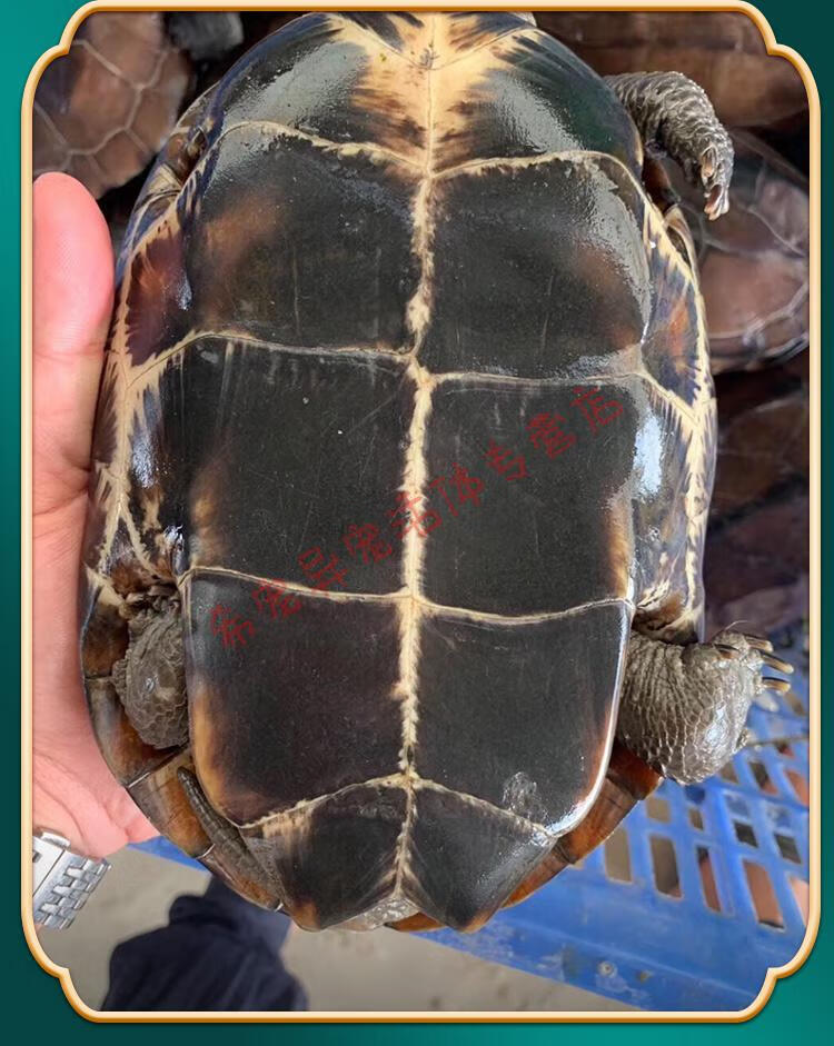 中华草龟能长多大?图片