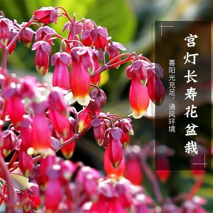 元井长寿花长寿花金狐狸盆栽重瓣新品客厅室内花卉凯特斯带盆栽好