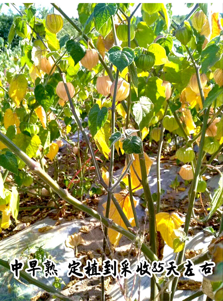 东北水果姑娘果灯笼果种子种籽红甜孑黄菇娘四季盆栽蔬菜树苗果树 大