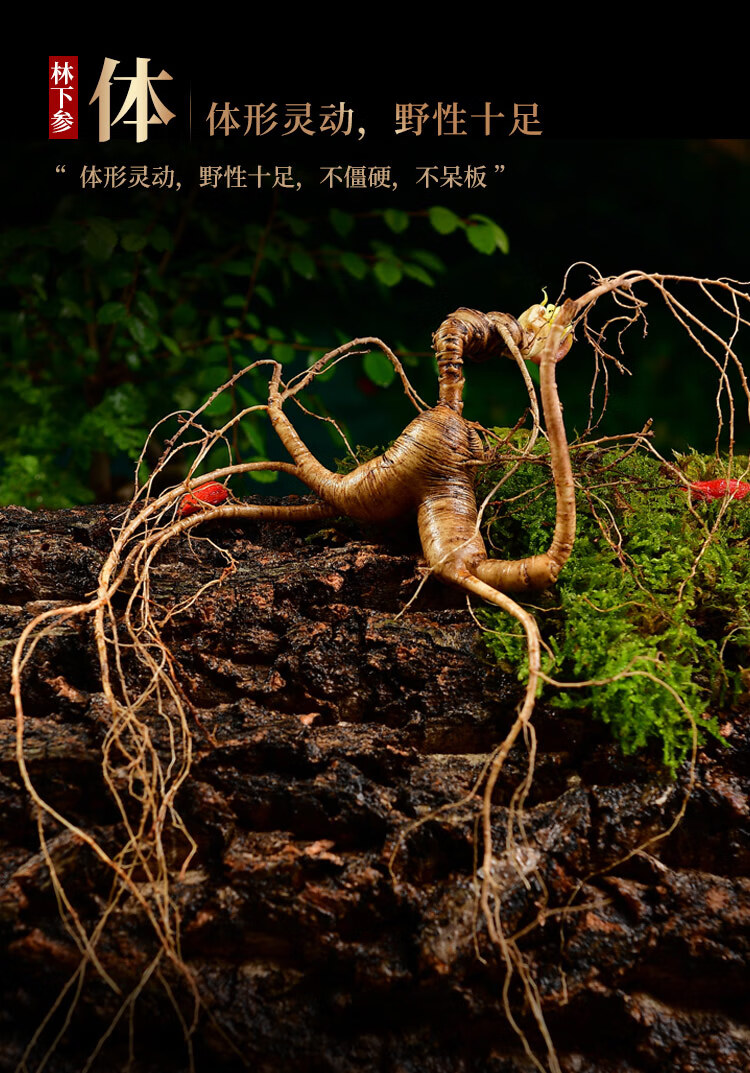 同仁堂鲜人参泡酒药材专用长白山野山参皂苷料林下参礼盒东北新鲜人生