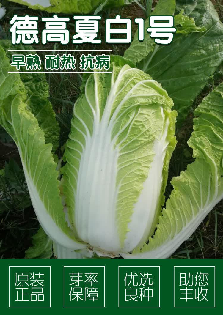 颜集卉德高夏白一号耐热耐湿夏季白菜种子早熟抗病高产越夏种植蔬菜