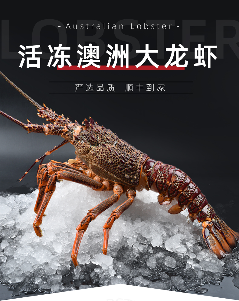 大龙虾澳龙鲜活冷冻海鲜大奥龙波士顿龙虾年货送礼 3000g【图片 价格