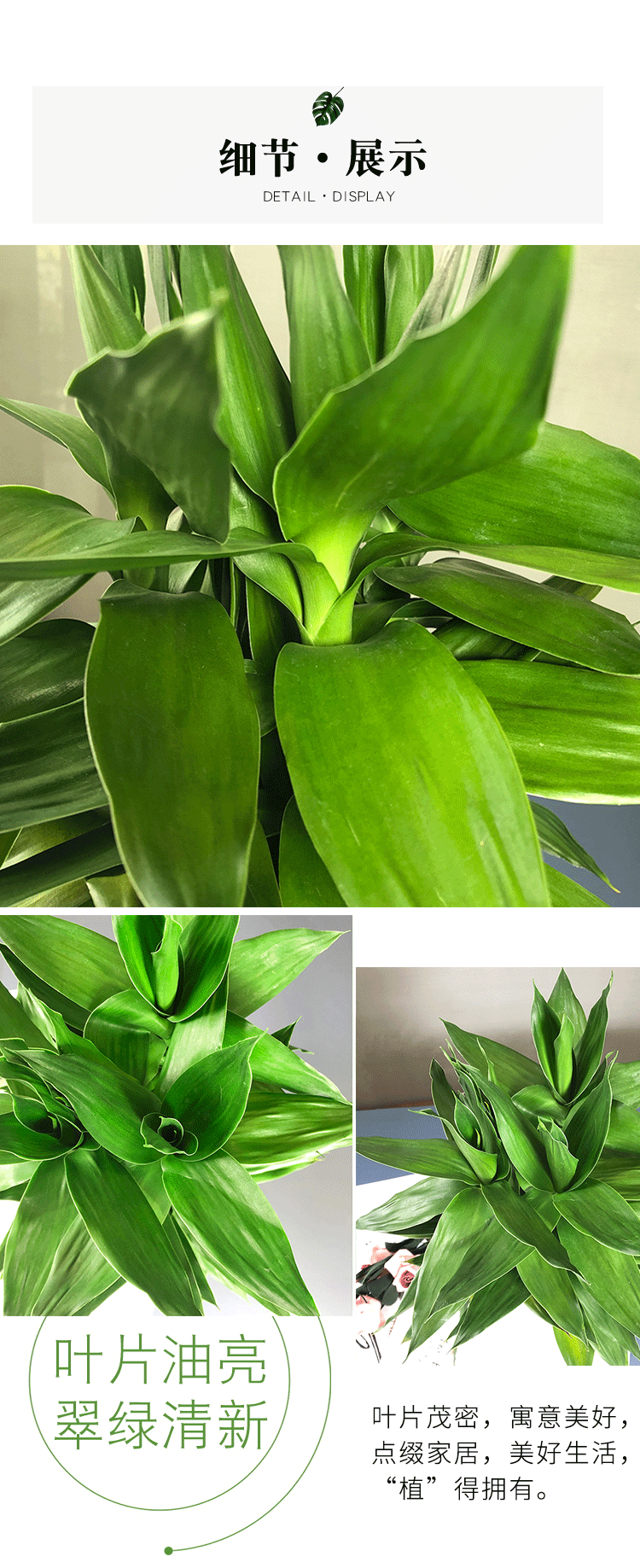 水培植物玻璃瓶观音竹莲花竹室内客厅小盆栽水养绿植富贵竹带根35cm