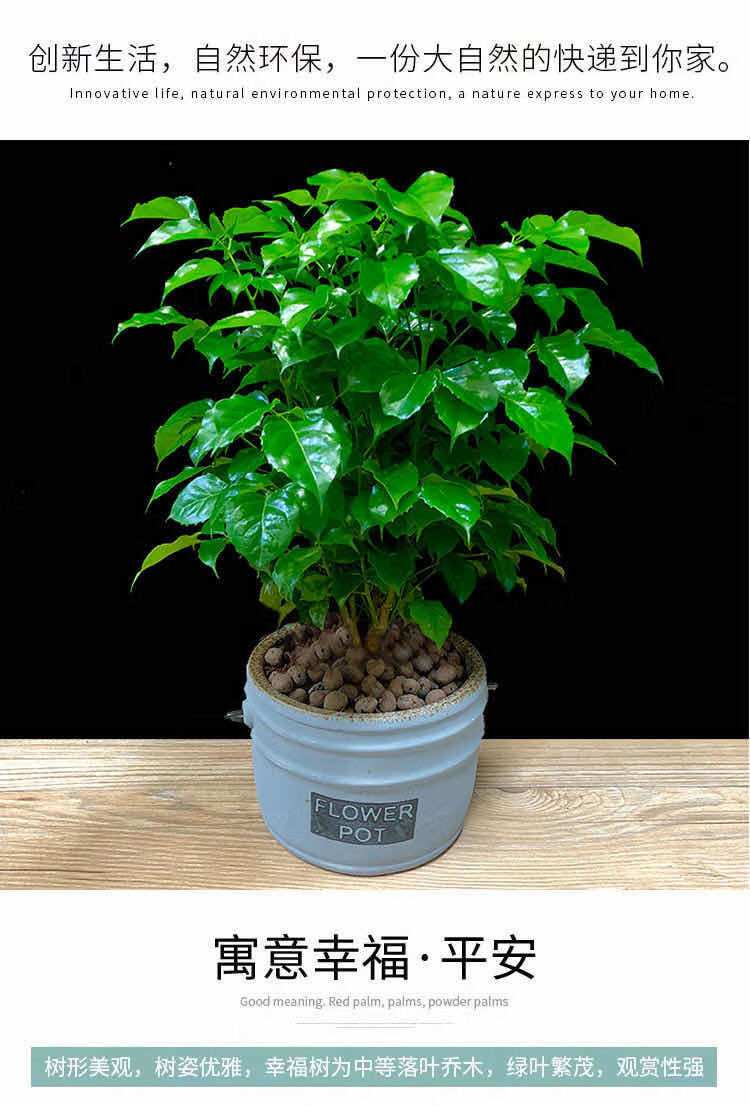 澜墨幸福树平安树绿植花卉小盆栽室内客厅办公室四季常青植物一幸福树