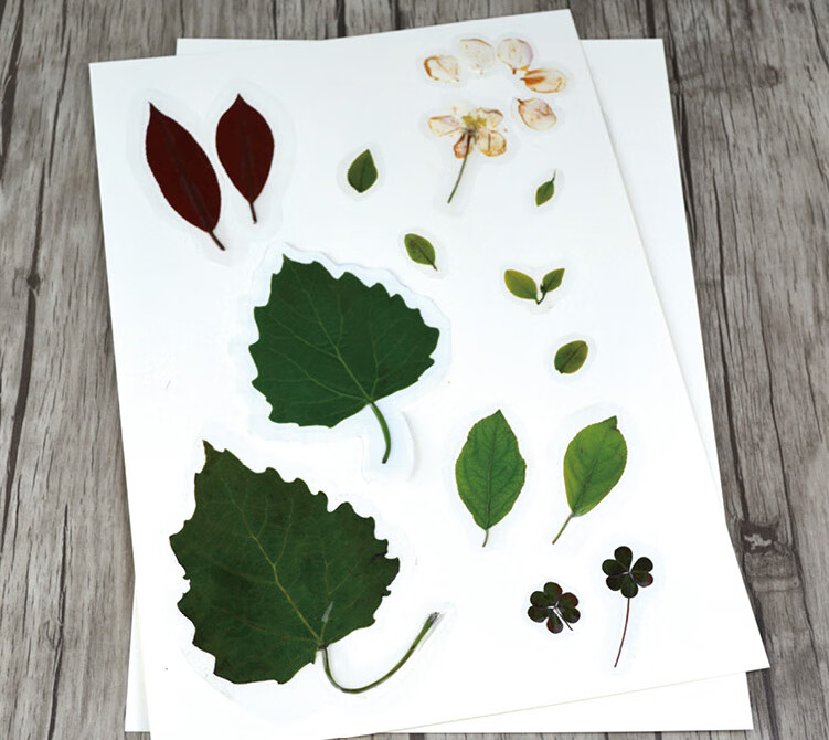 植物标本收集册标本植物收集册塑封膜做标本的材料透明压花相册粘贴式