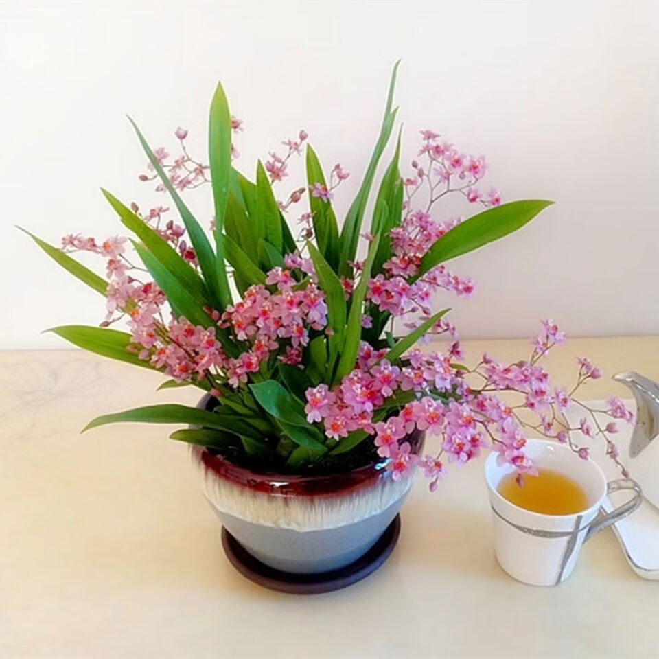 布兰格迪超值文心兰梦香兰洋兰花盆栽花卉浓香花期长花期奶香味黄色文