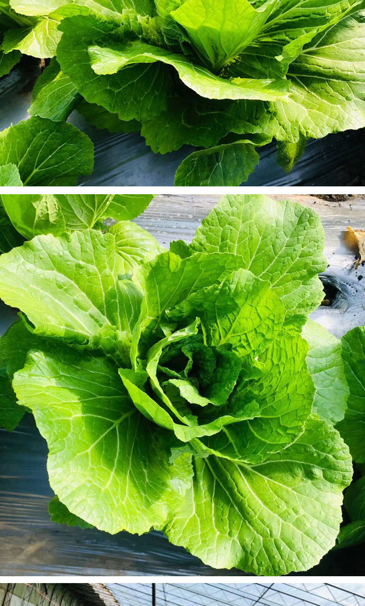东北饭包大白菜叶子打包专用新鲜即食20叶顺丰现摘发产地直销 半斤
