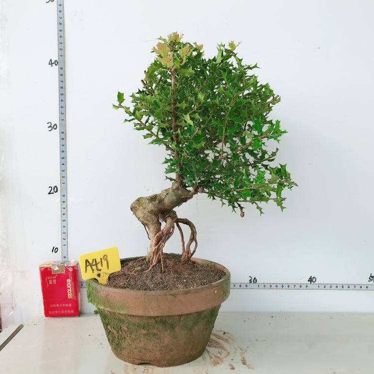 原生微型小叶枸骨盆景猫儿刺枸骨盆栽桌面绿植耐寒实物327带盆栽好