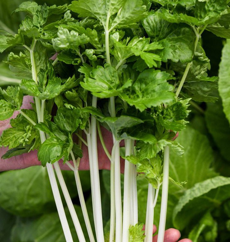 寿禾 白芹菜种子白梗香芹蔬菜种籽 (实心)寿禾粗杆白芹菜种子10g