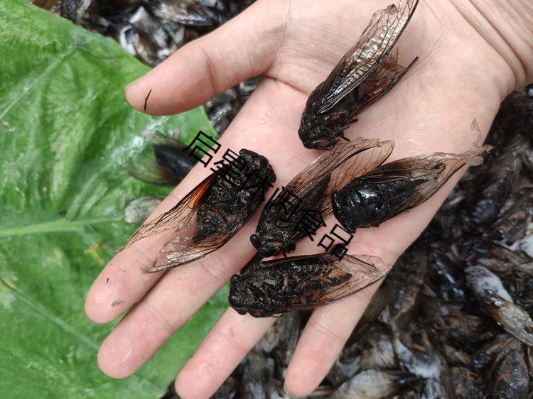 知了猴 多规格 精选速冻黑蝉老蝉 成蝉食用 黑知了新鲜 节流姐知了猴