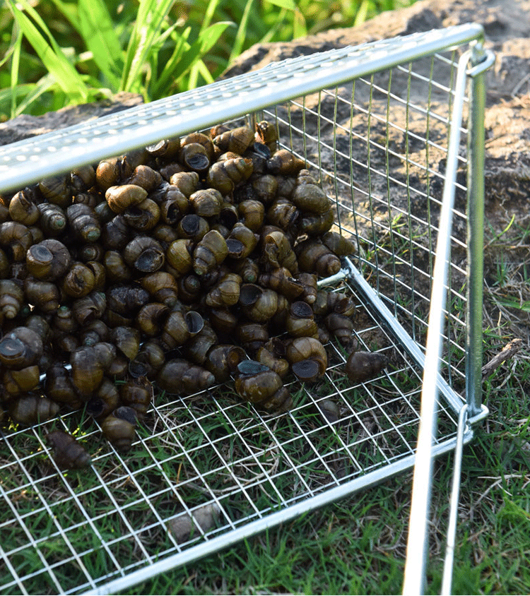 田螺捕捞神器捕螺蛳抓螺丝篮子网兜笼扒鱼网河蚌花甲蚬子工具螺丝60cm