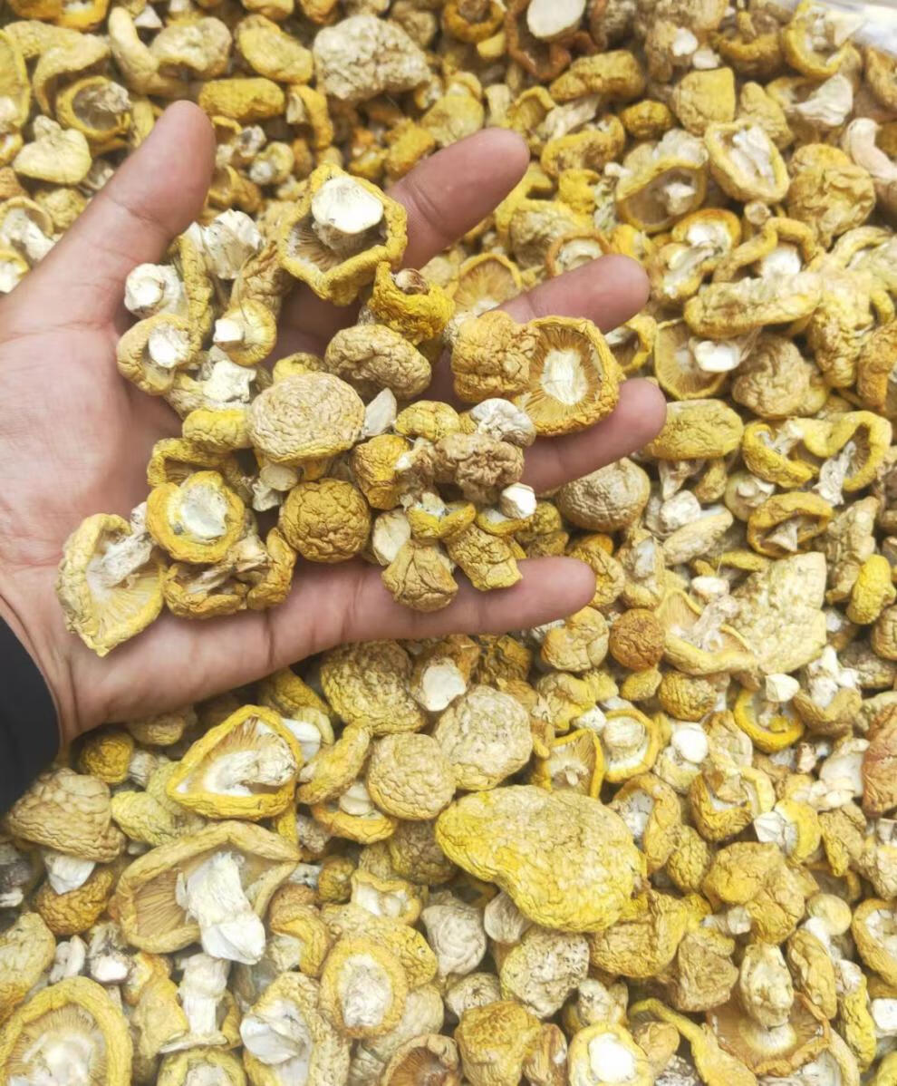 生炒菜煲汤小黄蘑菇 多规格 高源藏区礼盒 藏川高原野生黄蘑菇100g装