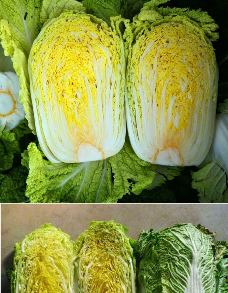 黄心白菜种子黄芯秋播大白菜种籽冬储白菜耐寒口感好秋冬季蔬菜种 真