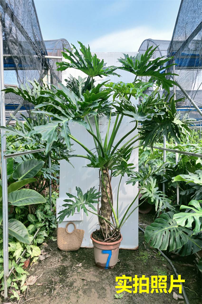 春羽龙鳞 杆老桩室内大小盆栽一物一拍水培绿植吸自产自销 荧光绿 73