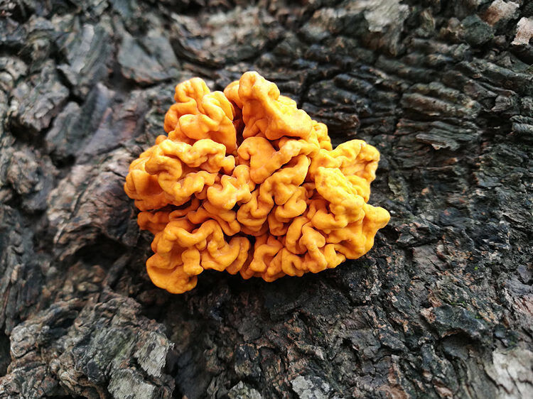 香格里拉野生金耳干货云南黄耳银耳桃胶皂角米伴侣甜品食材丑碎差大