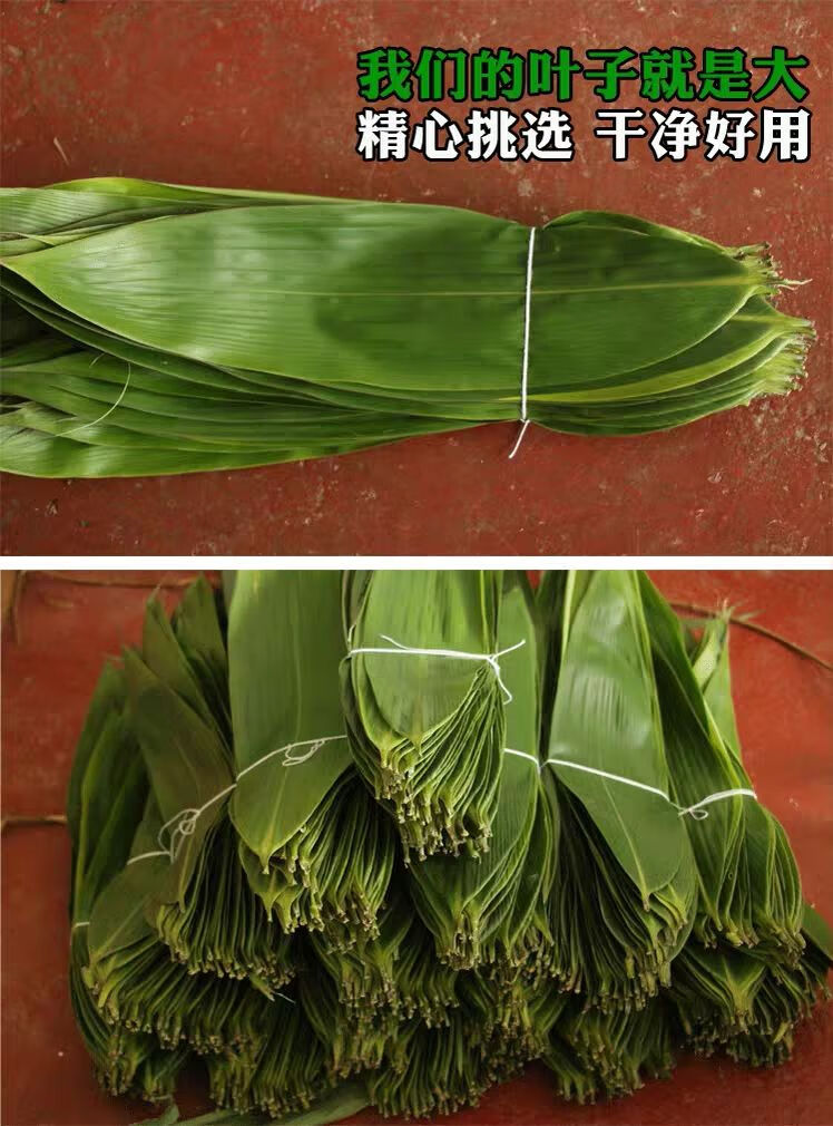 粽子叶大叶包粽子粽叶真空包装特大号棕叶子新鲜粽叶天然野生家用200