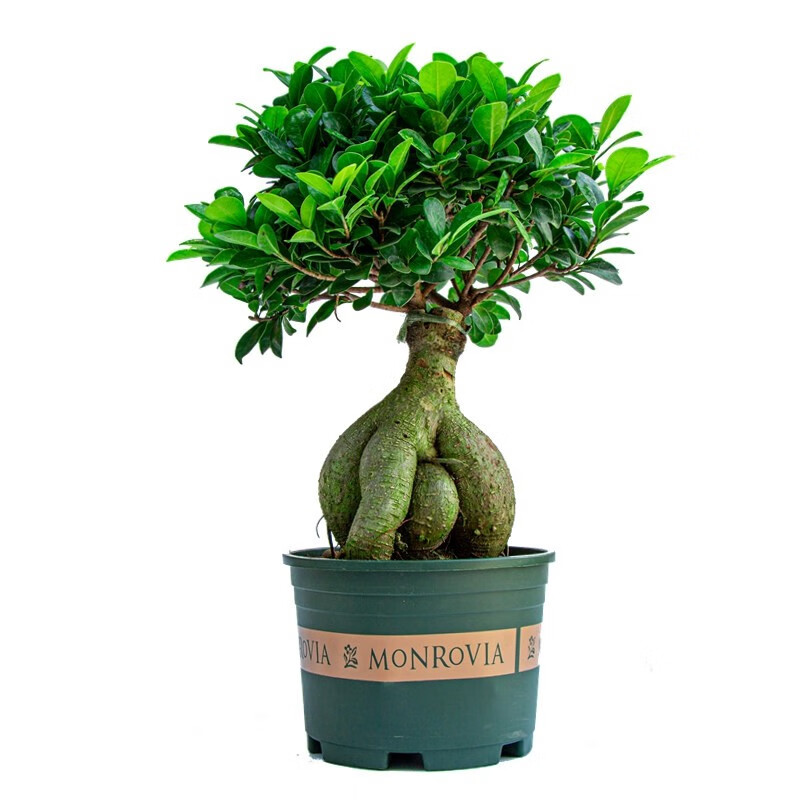 榕树盆栽盆景大盆榕树桩客厅室内苗人参榕地瓜榕办公花卉绿植四季常青
