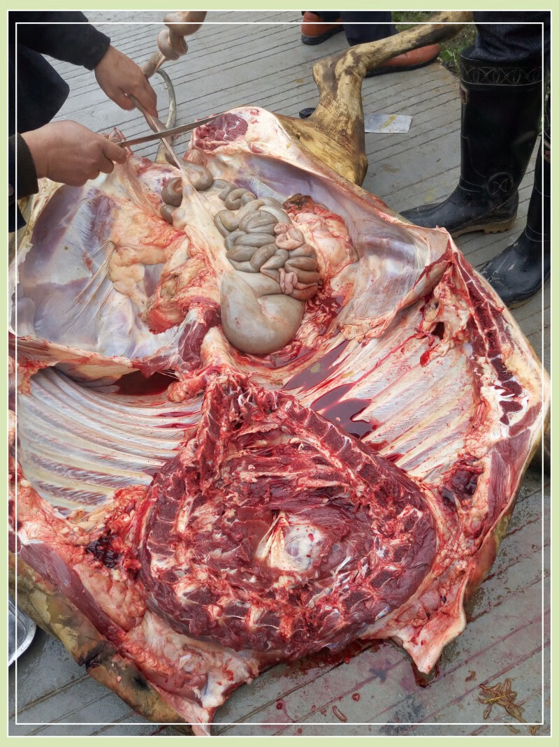 5折 牛瘪火锅 2斤装 贵州黎平特产牛瘪火锅底料锦屏从江榕江牛瘪汤