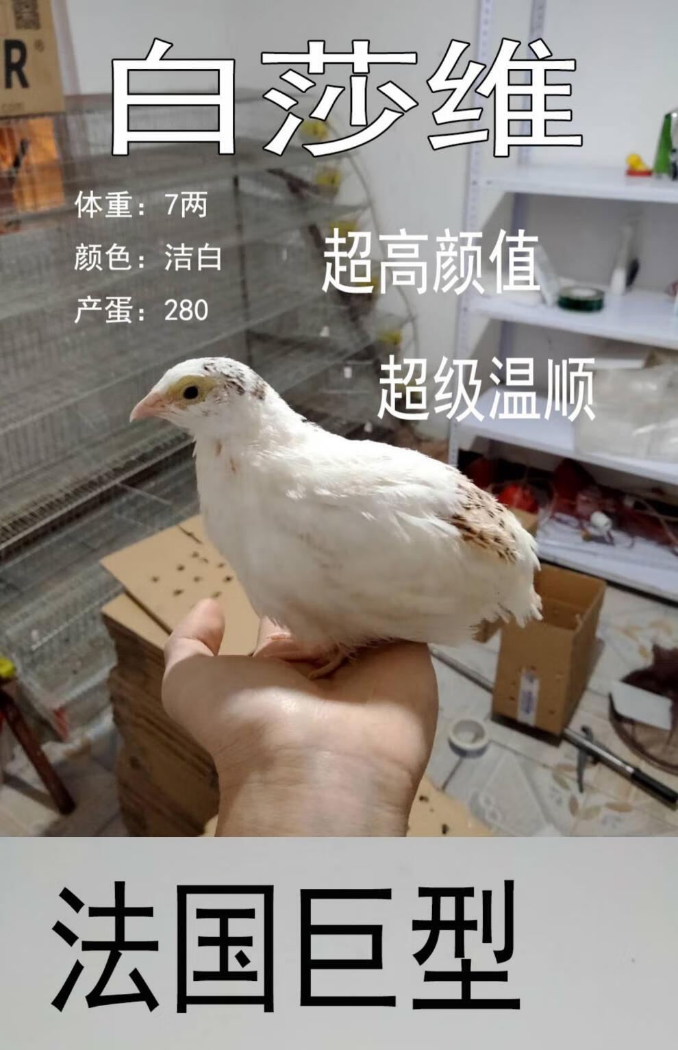 可孵化鵪鶉蛋種蛋受精蛋巨型白莎維麥脫法國巨型蘆丁非洲白沙白莎維