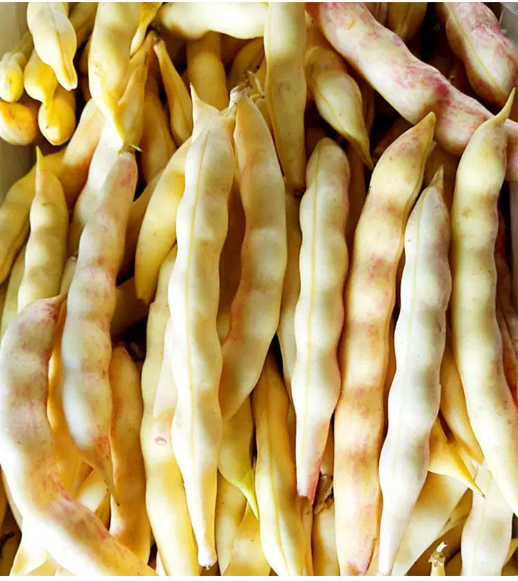 博卉早熟黄金钩架豆种子东北油豆角种子红金钩架豆勾勾黄架豆角种子