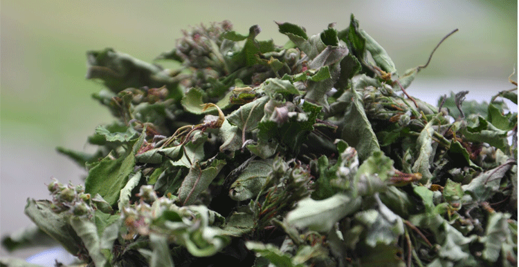 茗仟(mingqian) 俄色茶 500g/250g 四川甘孜康定特产俄色茶自然晾晒