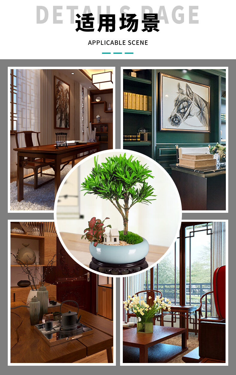 花姬罗汉松盆景老桩植物盆栽雀舌树苗造型树室内花绿植桌面微景观好养 茶桌书桌摆放 直杆罗汉松 玉蓝盆1328 装饰 带盆栽好 图片价格品牌报价 京东