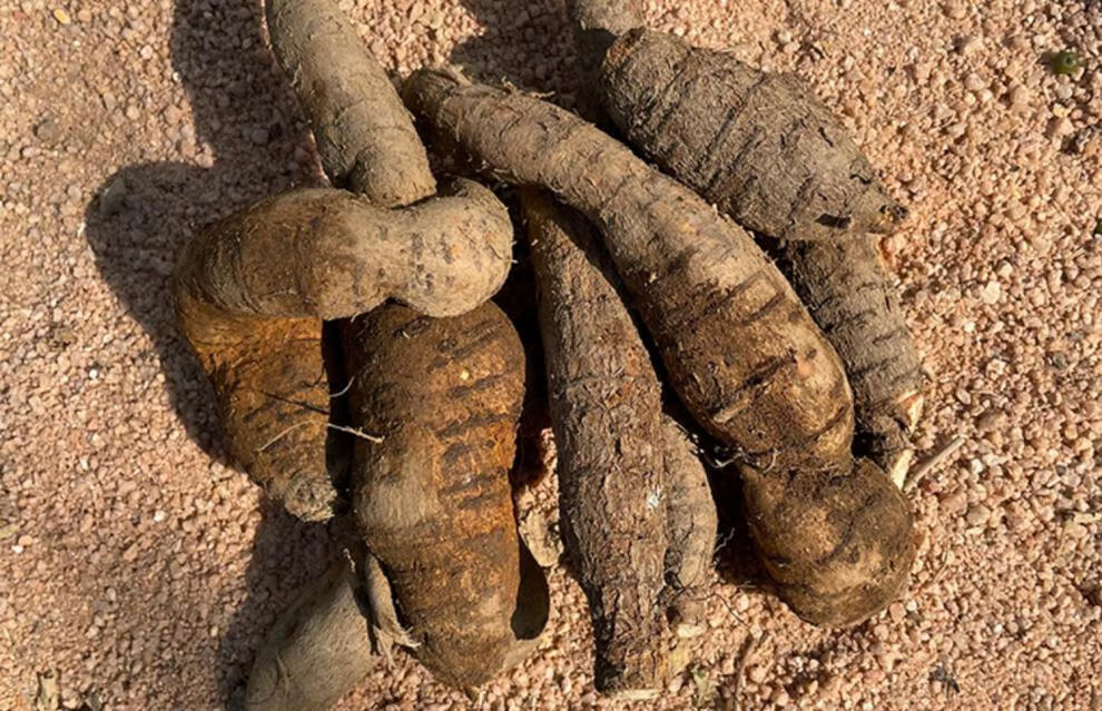 构趣中大号薯新鲜牛大力口感甘甜干货药材煲汤泡酒材料500克银色