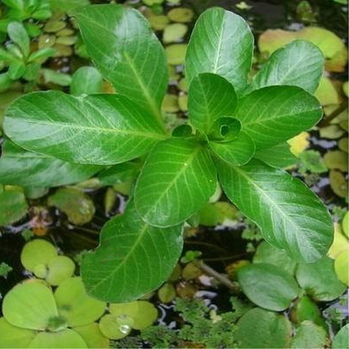 黃花水龍狐尾草水花生漂浮活體水培植物花卉魚缸池塘淨化水質造景綠色