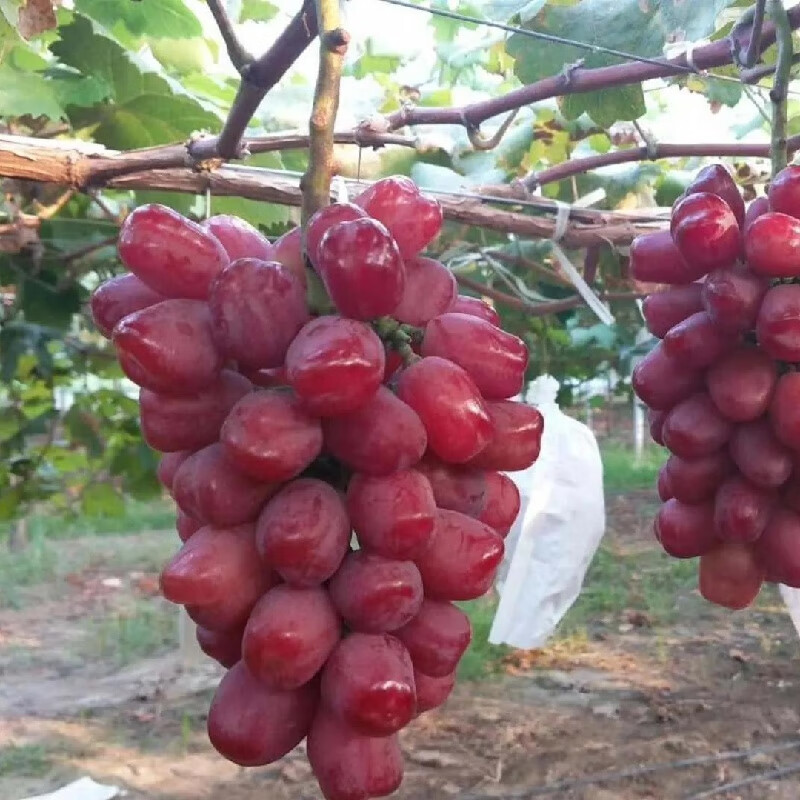 味蕾乐【顺丰直达】妮娜皇后葡萄浪漫红颜礼盒正宗红宝石保甜浪漫红颜