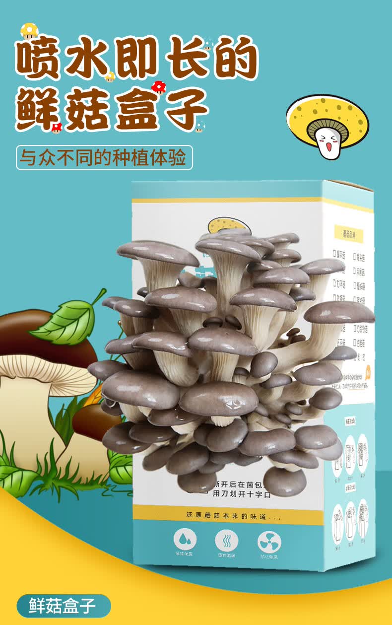 幼儿园自种 diy农场学生桌面 灰平菇(大袋装-高产-升级款)买【图片