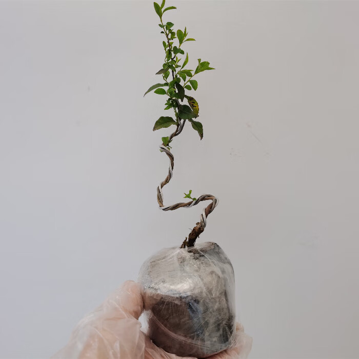 金单弹子小苗金弹子苗金弹子盆景绕弯带造型的金弹子小苗可挂果母梨形