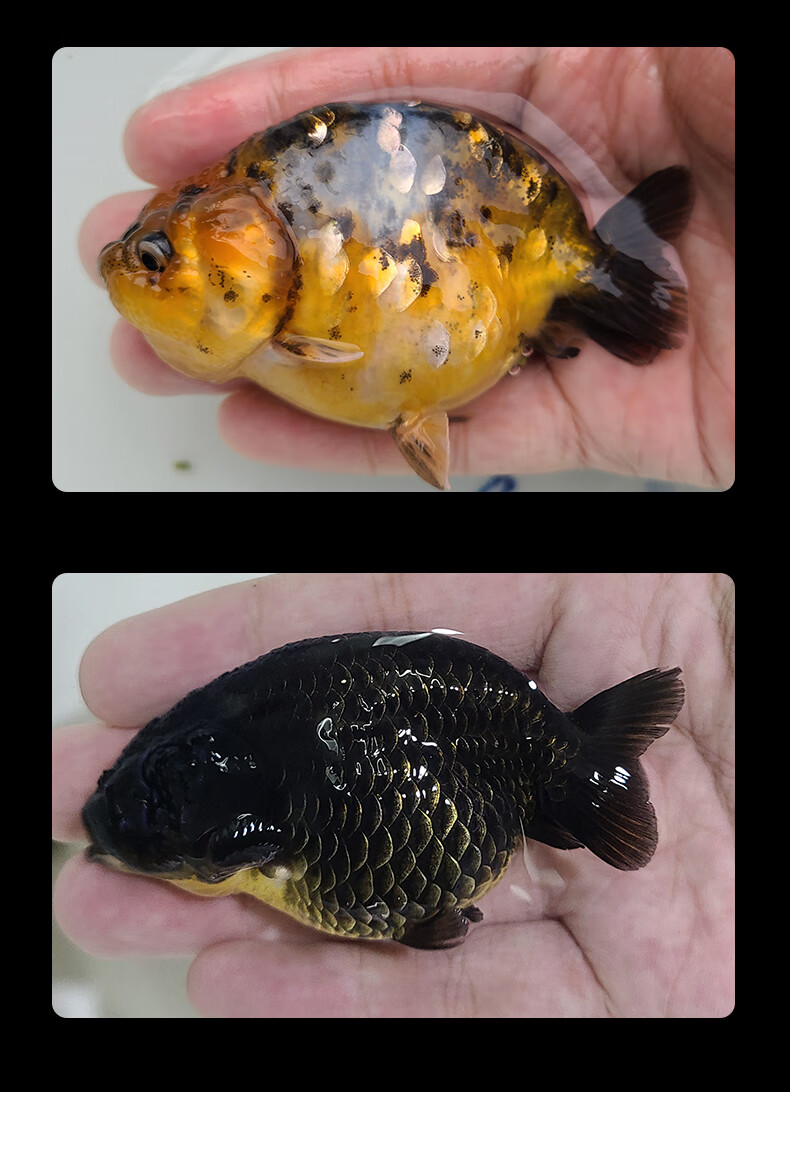 5-6cm精品樱花兰寿【图片 价格 品牌 报价】-京东