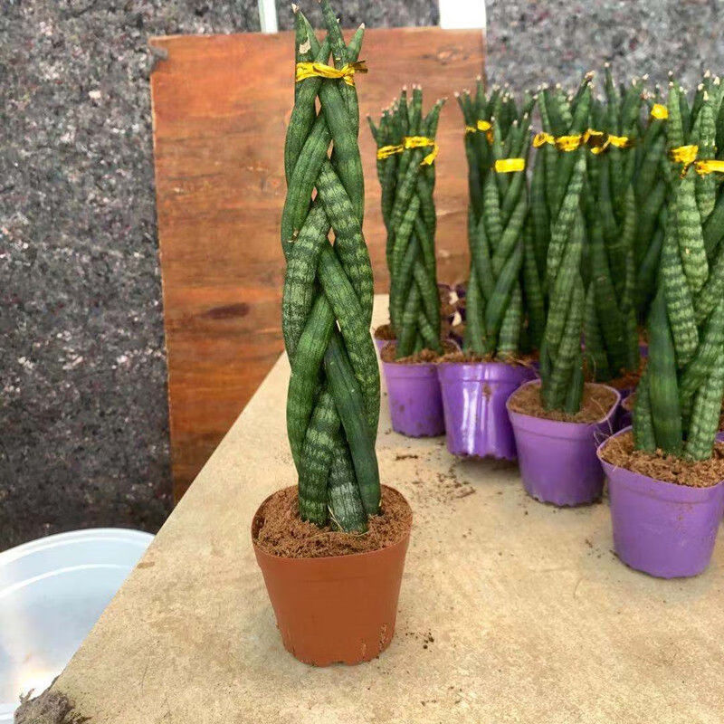 上新稀有品种佛手虎皮兰植物盆栽圆叶虎尾兰裸苗风桌面办公室绿植新品