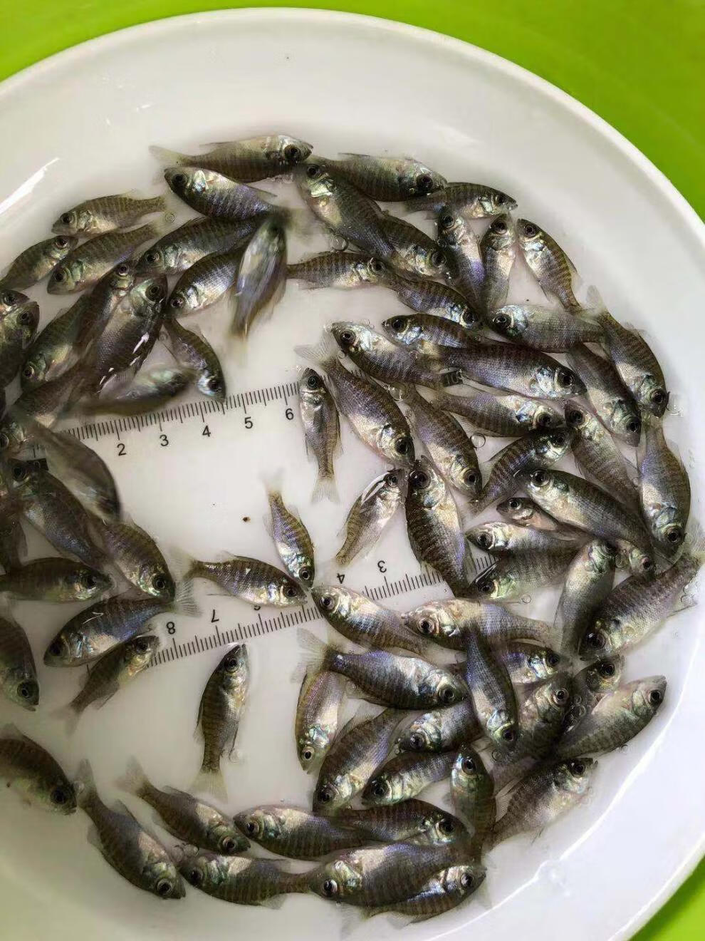 蓝鳃太阳鱼杂交金边太阳鱼苗太阳鱼淡水养殖冷水小型鱼原生活体12月30