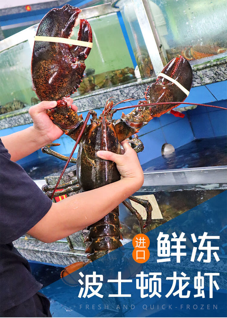 波斯顿龙虾最大有多大图片