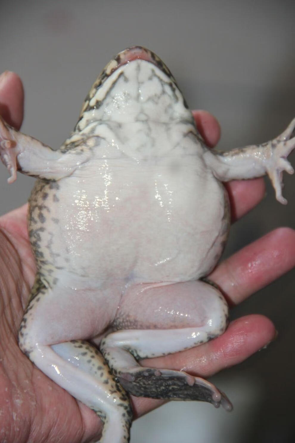 江西特产石蛙肉活体山泉水养殖刺胸蛙肉山鸡肉石鸡肉山蚂拐食味缘去头