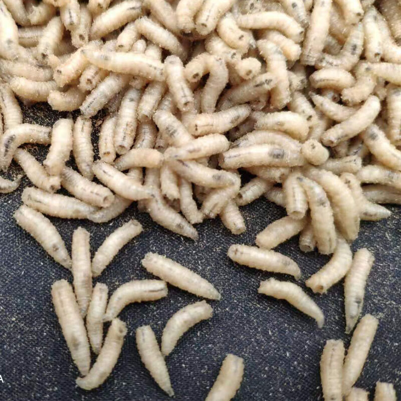 蛆虫活虫 钓鱼活体肉蛆蛆牙子活蛆野钓鲫鱼五谷虫小白条白蛆 白蛆3瓶