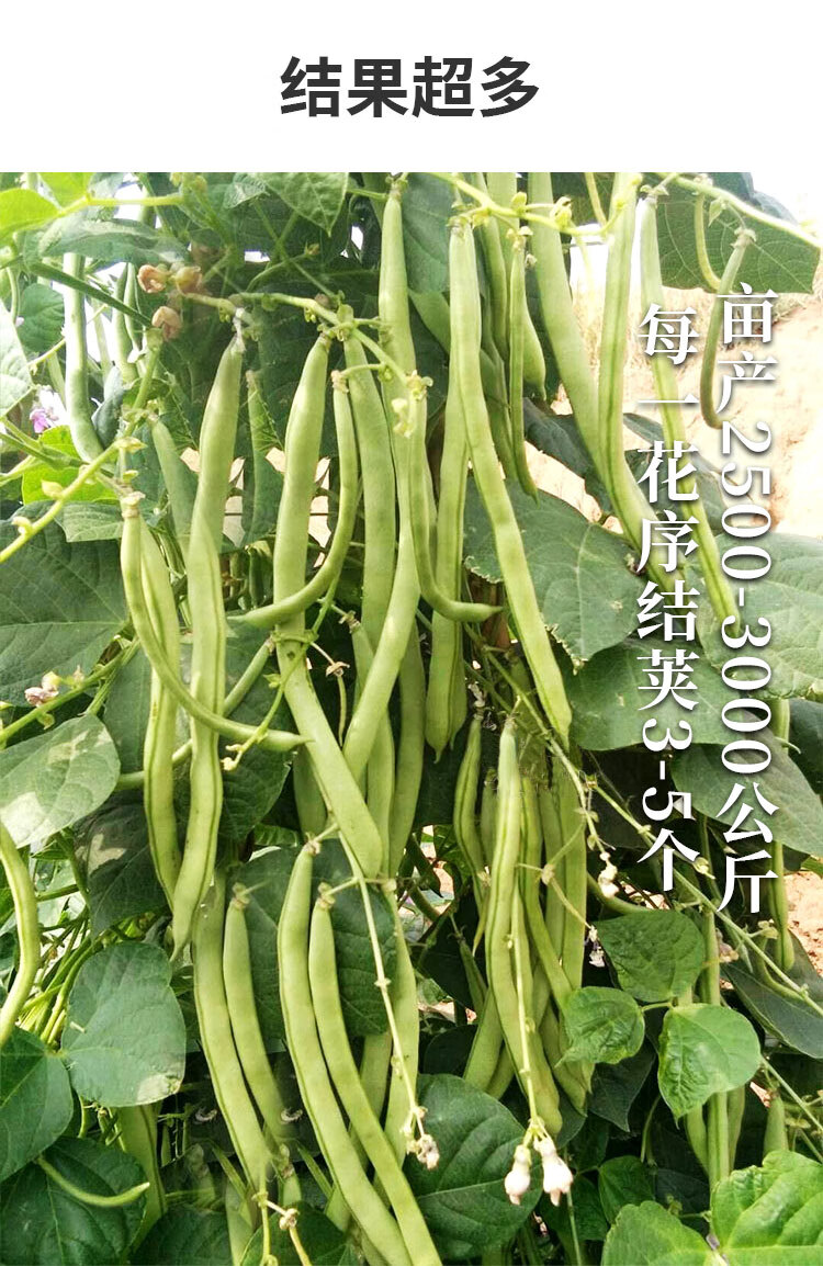 地豆無架豆四季豆種子芸豆豇豆種籽蔬菜孑不搭架無筋春季四季菜豆農家