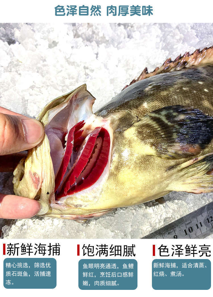 深海石斑魚海鮮水產新鮮珍珠龍膽魚鮮活冷凍老虎斑龍躉魚批發-雨林食