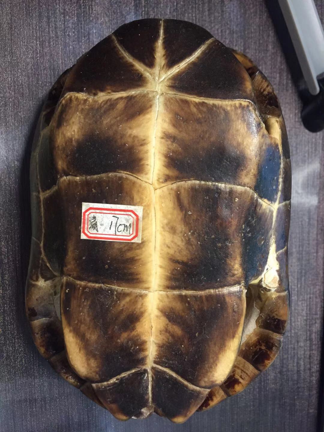 龟趣天然完整干净真乌龟壳文玩手把件家居客厅摆件送礼桌面中式17厘米