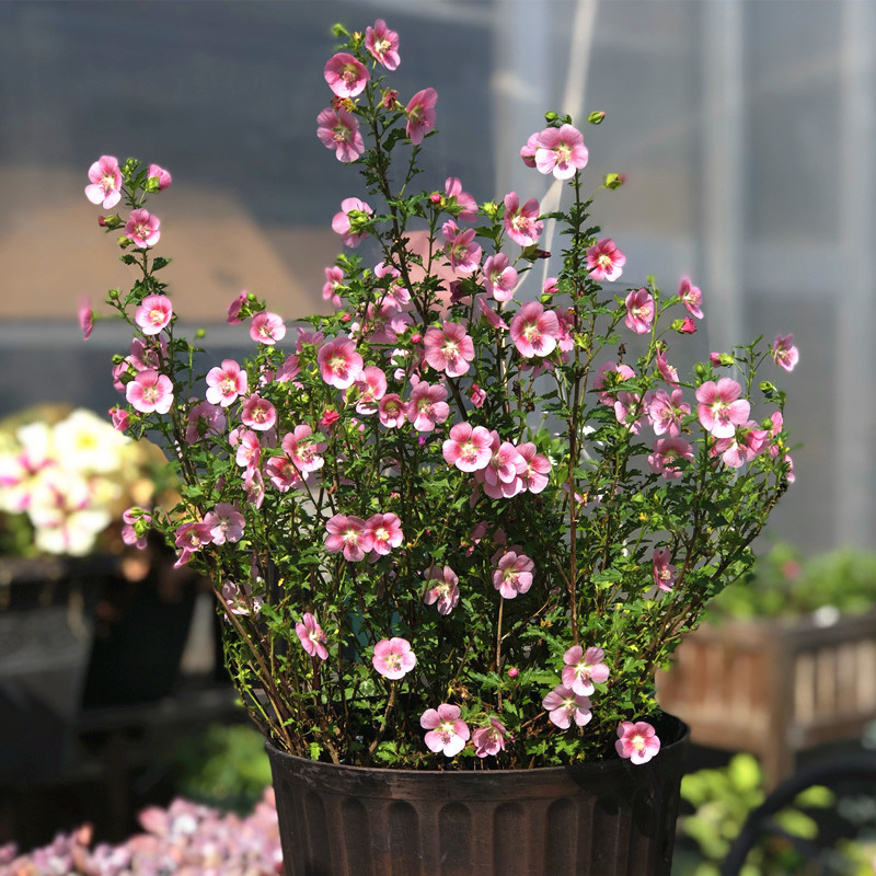 棒棒糖花苗重瓣大苗带花多花独苗盆栽四季庭院花卉植物小木槿大苗二代