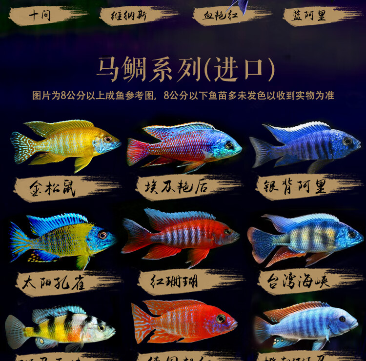 森悠(saryor)三湖慈鲷马鲷蓝阿里非洲王子热带鱼岩栖小型淡水鱼观赏鱼