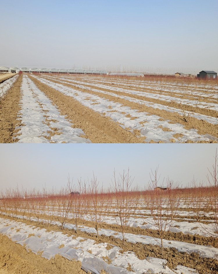 白地膜农用白膜保温保湿蔬菜大棚果园种植防草地布膜工程塑料薄膜白色