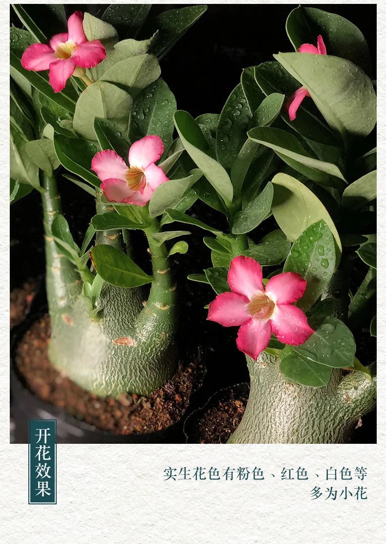 沙漠玫瑰盆栽5年老桩四季开花好养室内阳台花卉绿植盆景多肉多色当年